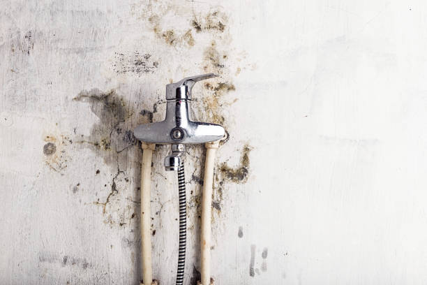 Best Local Mold Removal Service  in Riverse, ID