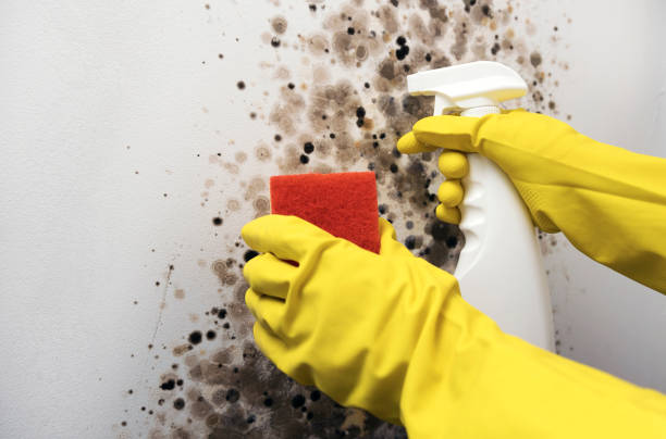 Best Attic Mold Removal  in Riverse, ID