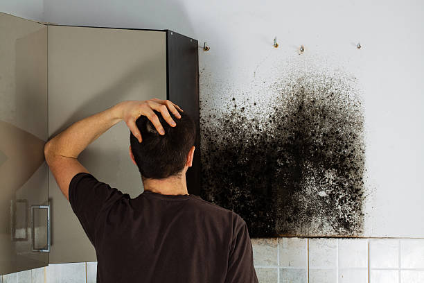 Best Mold Removal Near Me  in Riverse, ID