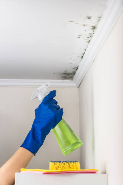 Best Emergency Mold Removal  in Riverse, ID