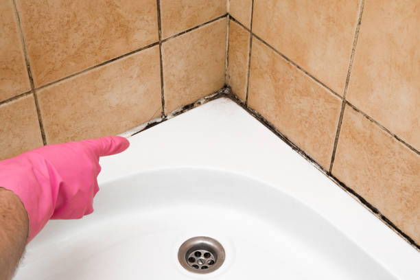 Best Certified Mold Removal  in Riverse, ID