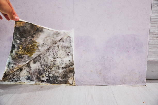 Best Office Mold Removal Services  in Riverse, ID